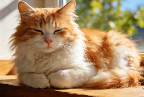 猫咪饮水机过滤芯多久换一次？